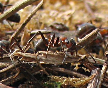 Formica polyctena